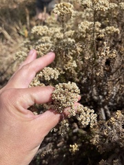 Helichrysum teretifolium