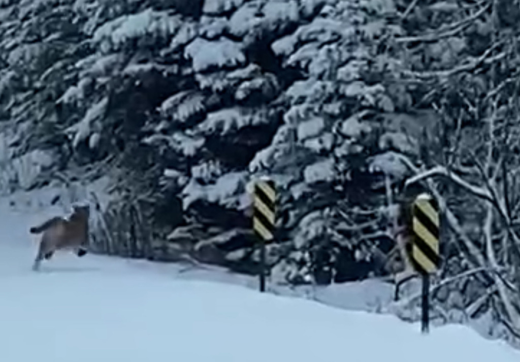 North American Mountain Lion from Notre Dame Ln, Land O Lakes, WI, US