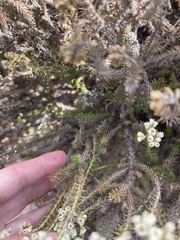 Helichrysum teretifolium