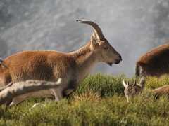 Capra pyrenaica victoriae
