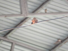 Hirundinea ferruginea