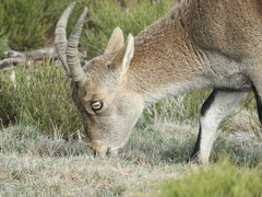 Capra pyrenaica victoriae
