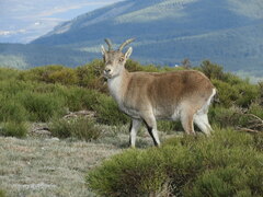 Capra pyrenaica victoriae