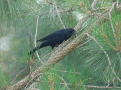 Gnorimopsar chopi