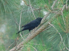 Gnorimopsar chopi