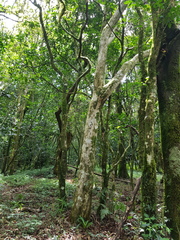 Ochna arborea