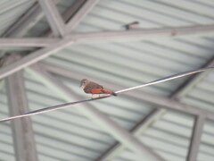 Hirundinea ferruginea