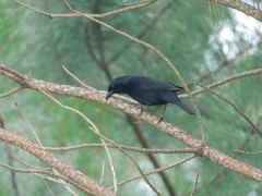 Gnorimopsar chopi