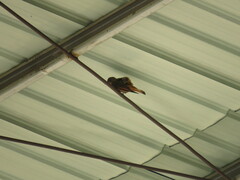 Hirundinea ferruginea