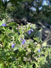 Salvia ballotiflora