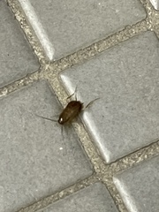 Periplaneta americana