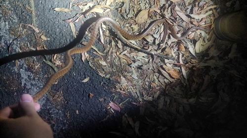 Brown Tree Snake sighting