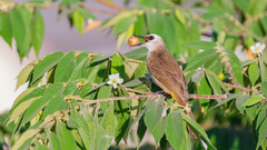 Pycnonotus goiavier jambu