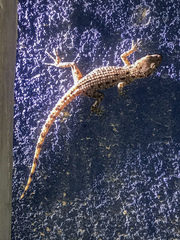 Cyrtopodion scabrum