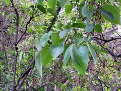 Cordia toqueve