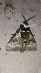 Megalopyge albicollis