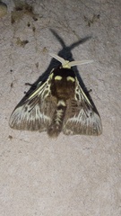 Megalopyge albicollis
