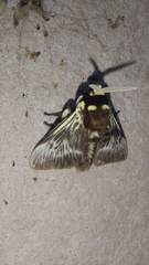 Megalopyge albicollis