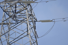 Corvus macrorhynchos