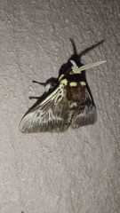 Megalopyge albicollis