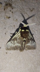 Megalopyge albicollis