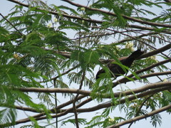 Cyanocorax cyanomelas