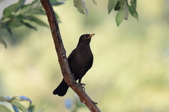 Turdus mandarinus