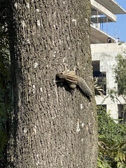 Funambulus pennantii