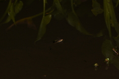 Trimerodytes annularis