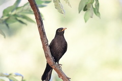 Turdus mandarinus