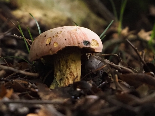 Rubroboletus lupinus — (c) Katerina Kalogerini, some rights reserved (CC BY)