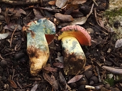 Rubroboletus lupinus