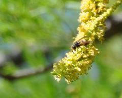 Brachygastra lecheguana