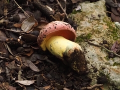 Rubroboletus lupinus