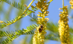 Brachygastra lecheguana