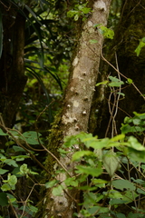Zanthoxylum davyi