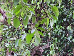 Cordia toqueve