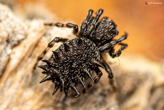 Araneus tatianae