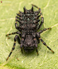 Araneus tatianae
