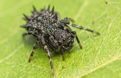 Araneus tatianae