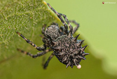 Araneus tatianae