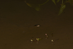 Trimerodytes annularis