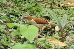 Furnarius leucopus
