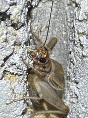 Gryllodes sigillatus