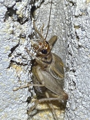 Gryllodes sigillatus