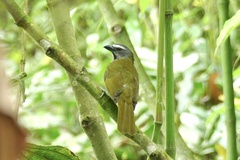 Saltator maximus