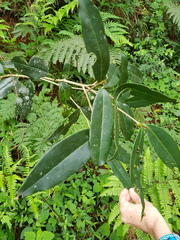 Chionanthus foveolatus