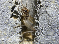 Gryllodes sigillatus