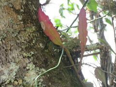 Epiphyllum phyllanthus