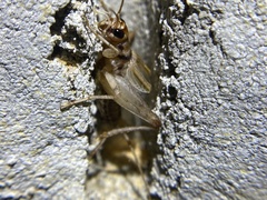 Gryllodes sigillatus